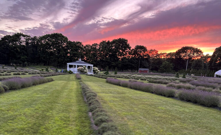 Dr. Henry Cabrera – An Inspiring Vision Comes to Life at Lavender Waves Farm