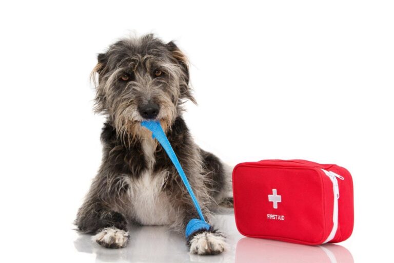 How to Create a DIY Pet First Aid Box for Your Furry Friend