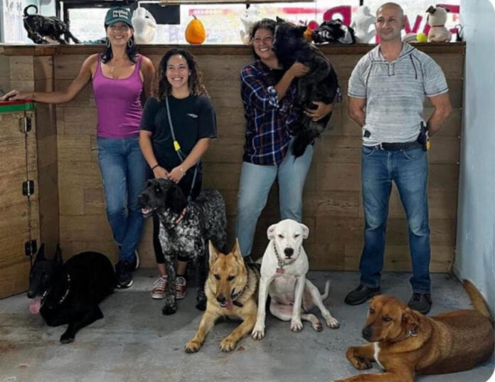 Foxy Roxys Is The Ultimate Doggy Boarding School for Your Furry Friend Foxy