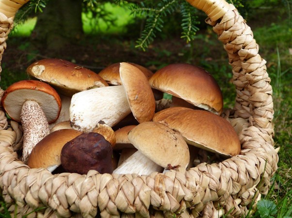 Why Growing Mushrooms in a Bag is the Future of Urban Farming